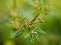 Red Tiny Bedstraw